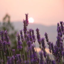 Lavendelfeld im Sonnenuntergang