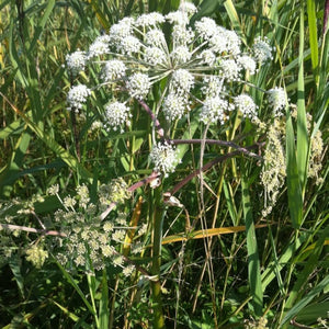 Engelwurzbalsam 15ml